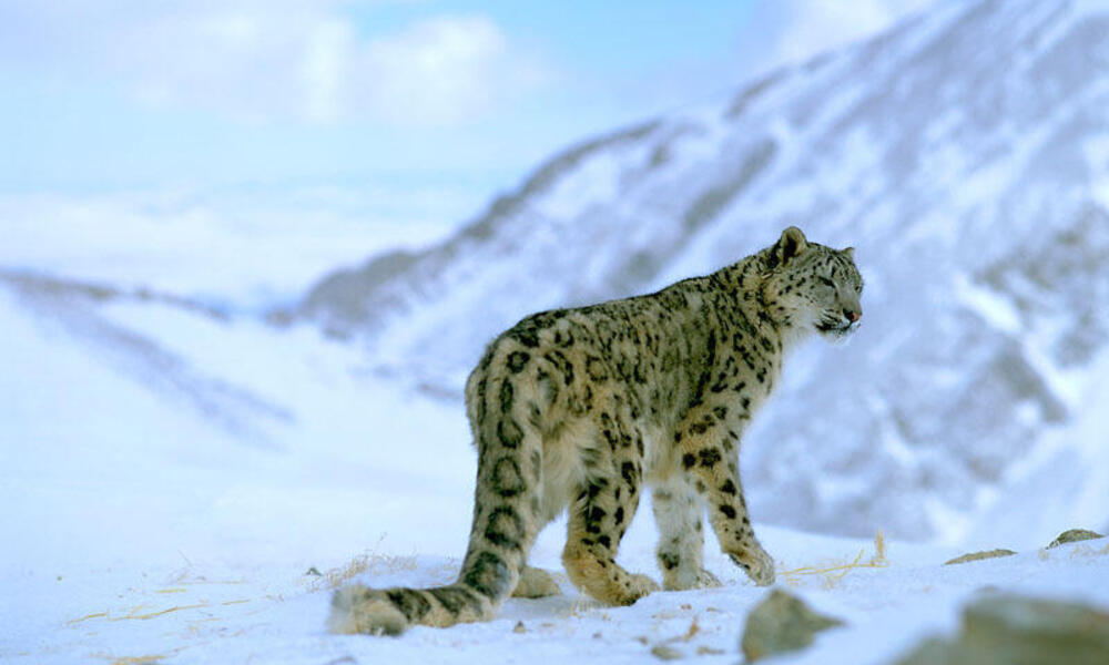 Wildlife Photographer of the Year: See winning snow leopard image