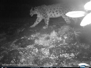 snow leopard caught by camera trap