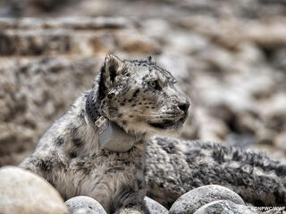 A snow leopard looks to the right wearing a satellite collar and sitting on a rocky slope