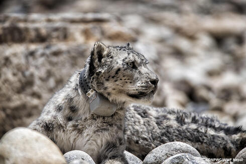 A snow leopard looks to the right wearing a satellite collar and sitting on a rocky slope