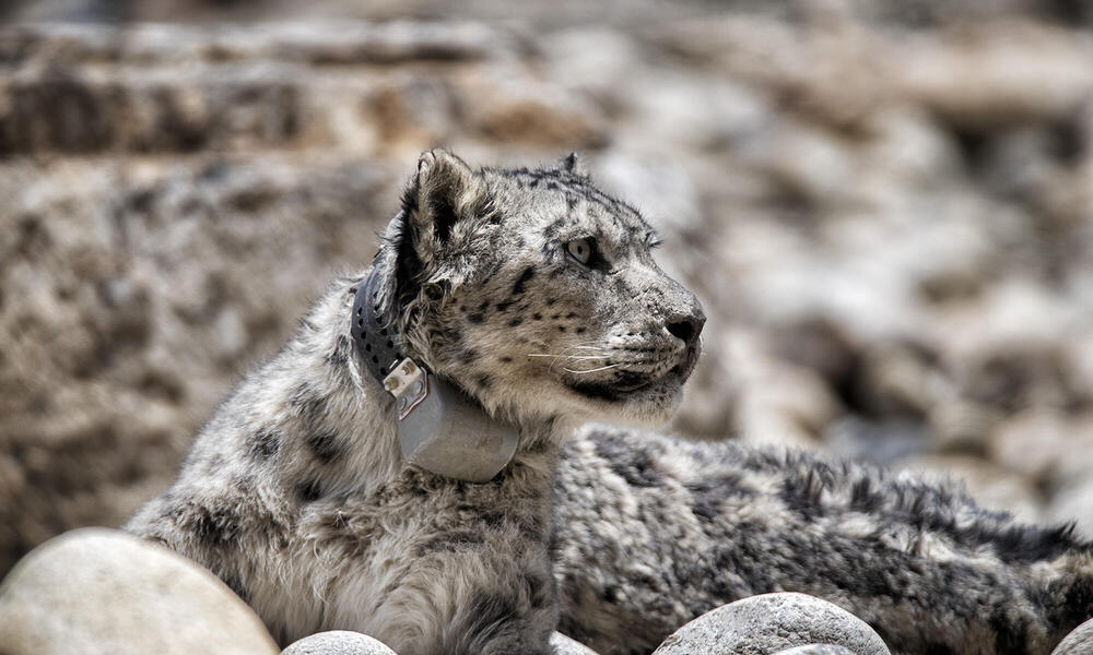 A snow leopard looks to the right wearing a satellite collar and sitting on a rocky slope