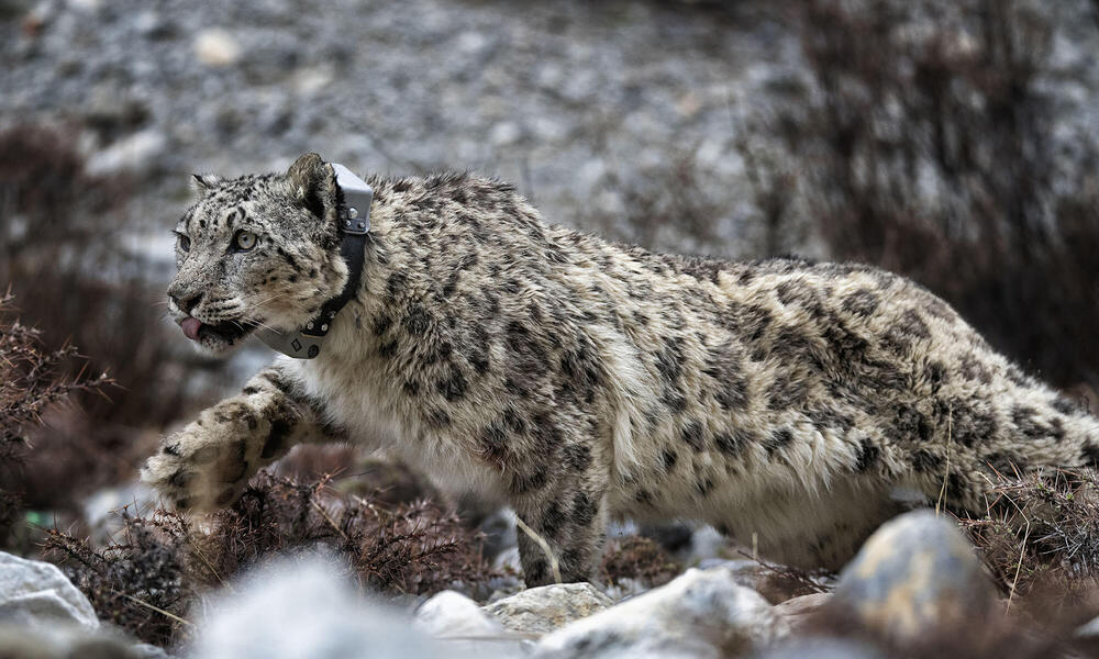 Adopt a Snow Leopard  Symbolic Adoptions from WWF