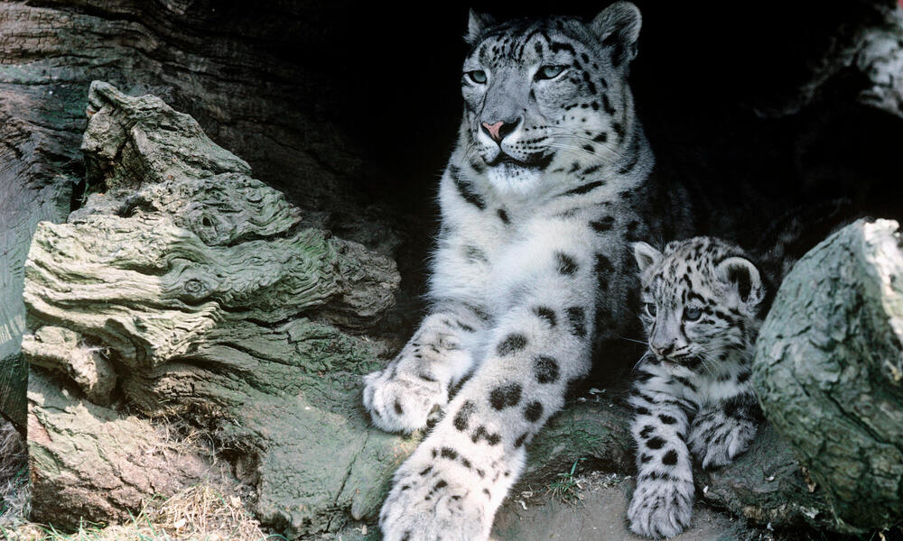 endangered snow leopard cubs