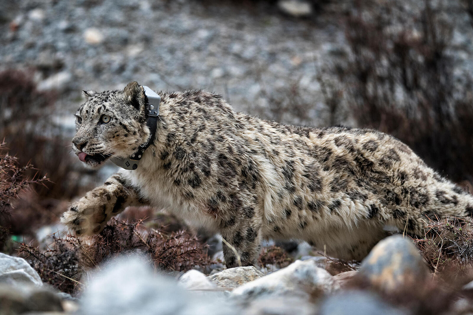 Wildlife hotsell tracking collars