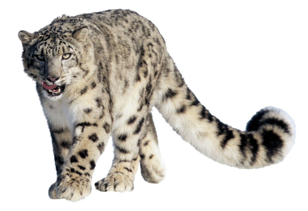 snow leopard cut out