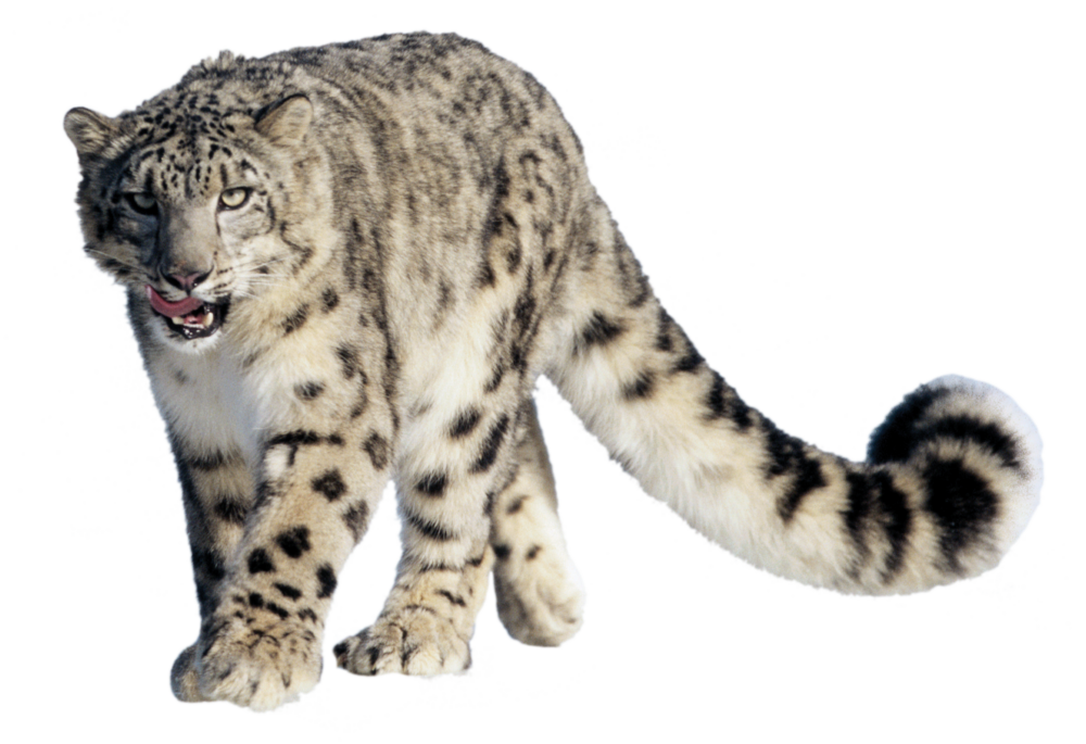 Can Saving Snow Leopards Quench People's Thirst?*, Magazine Articles