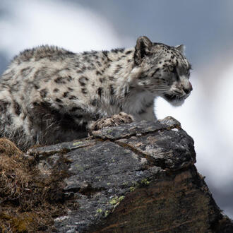 A snow leopard perched on a rock