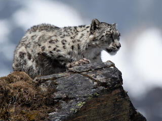 A snow leopard perched on a rock