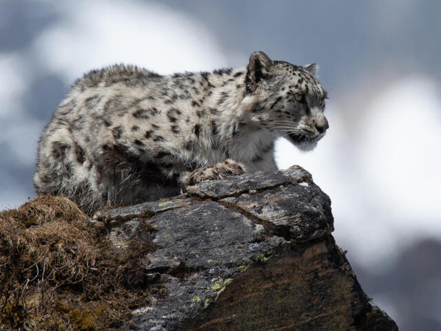 A snow leopard perched on a rock