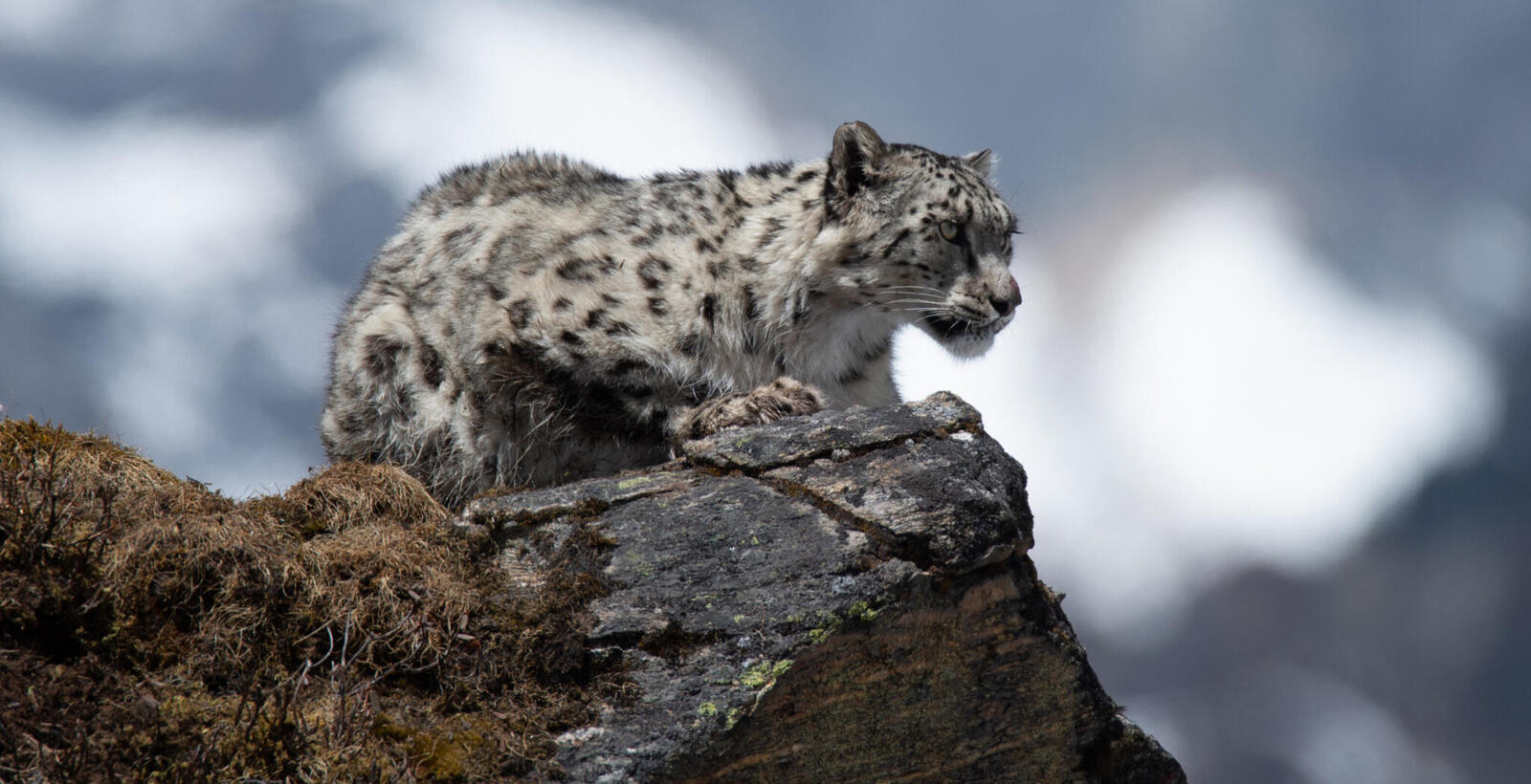 A snow leopard perched on a rock