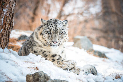 A snow leopard lying down in the snow looks directly at the camera