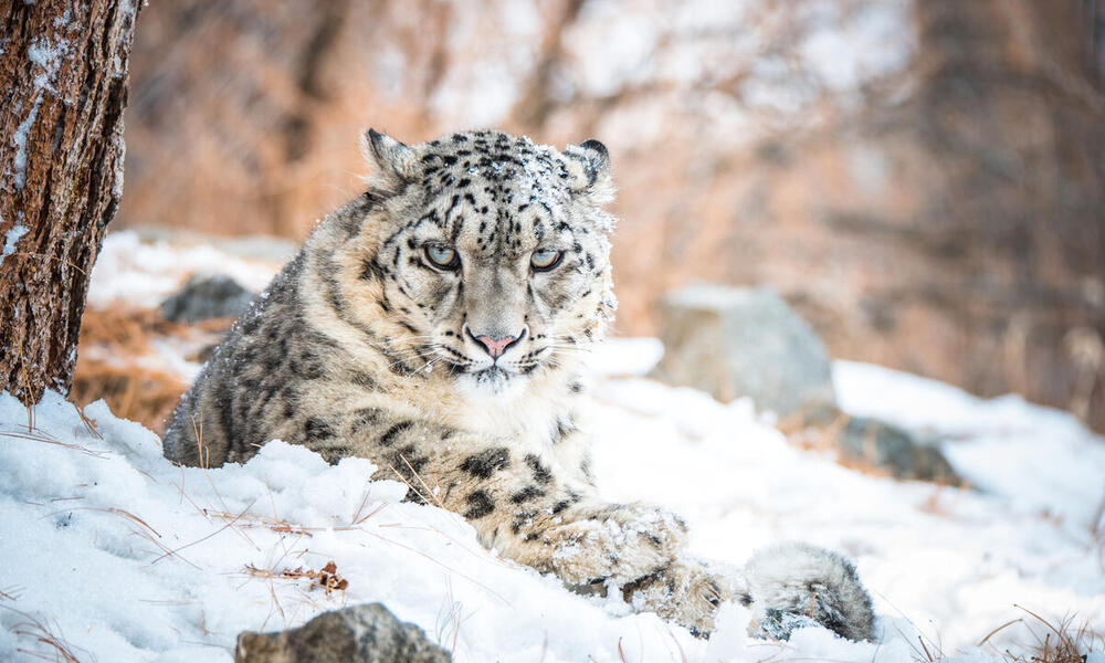 A snow leopard lying down in the snow looks directly at the camera