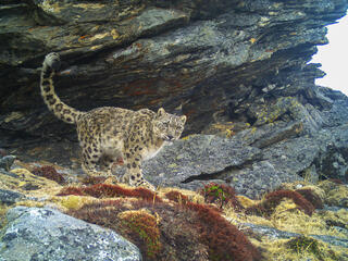 A snow leopard captured by camera trap walks in front of a rock outcropping
