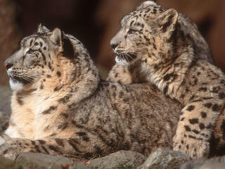 Snow Leopards are Critically Endangered and listed on CITES Appendix II.