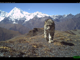 Snow leopard walking toward camera
