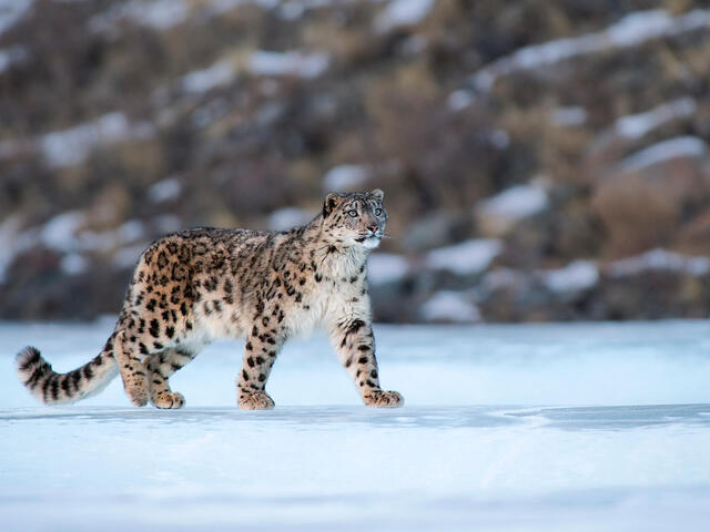 Snow leopard walking across snow