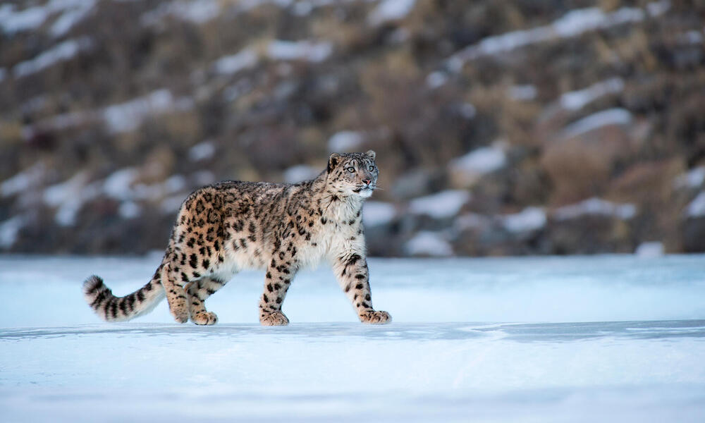 Snow leopard walking across snow