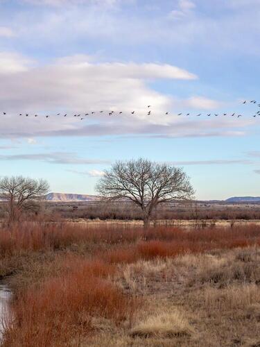 Geese fly over fields with a small stream