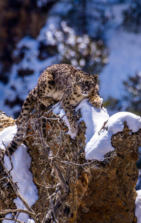 A snow leopard perched on a rock, looking at camera