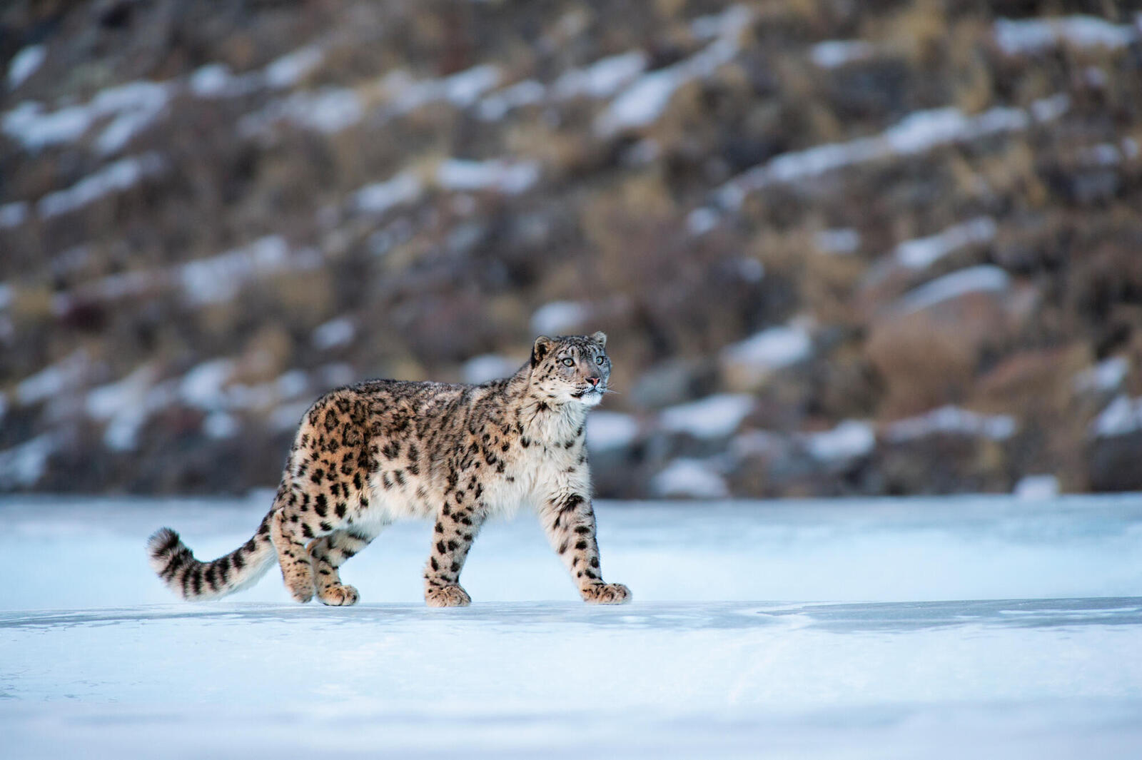 Emerging technology helps WWF monitor snow leopards | Magazine Articles |  WWF