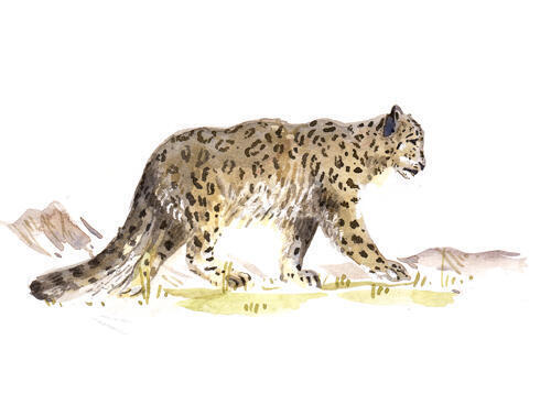 Snow leopard