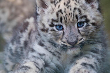 Snow Leopards - Natural World Safaris