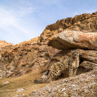 A snow leopard stands on rocky landscape