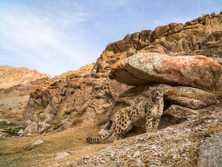 A snow leopard stands on rocky landscape