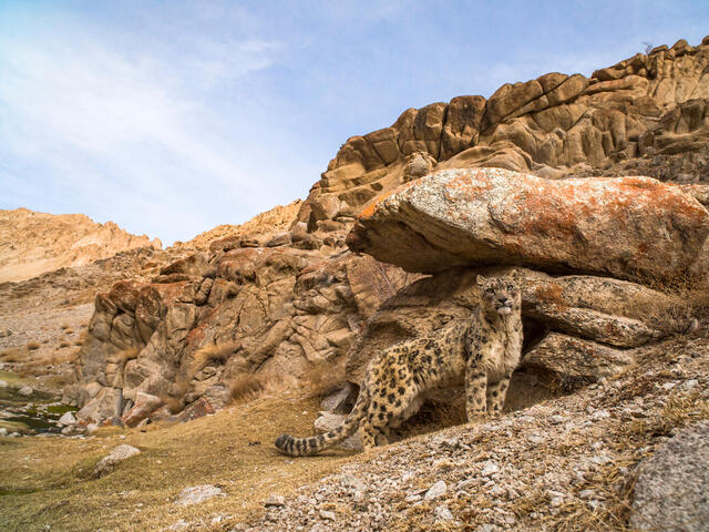A snow leopard stands on rocky landscape