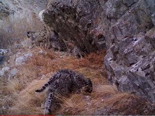 A video screenshot of a snow leopard and her four cubs