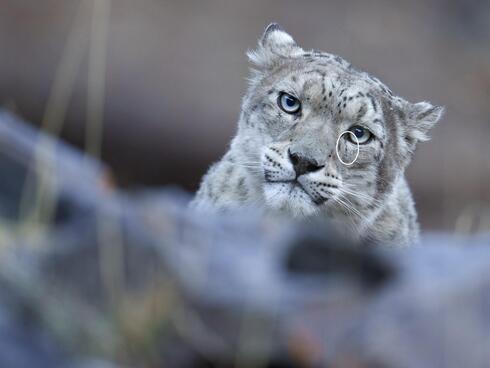 A snow leopard face with eye mark circled