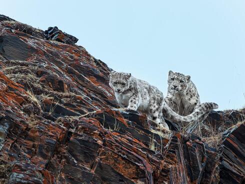 Two snow leopards moving down cliff