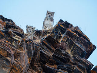 Two snow leopards peeking over hill
