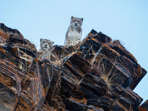 Two snow leopards peeking over hill