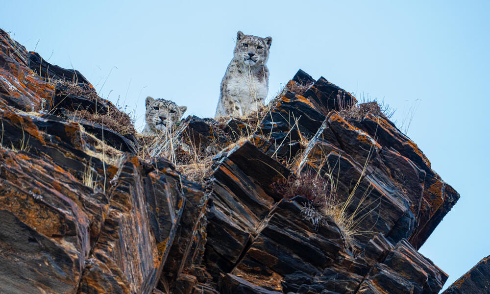 Two snow leopards peeking over hill