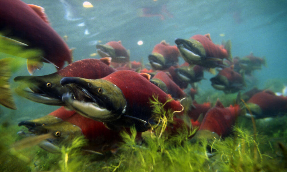 Why is Bristol Bay important for salmon? And seven other Bristol
