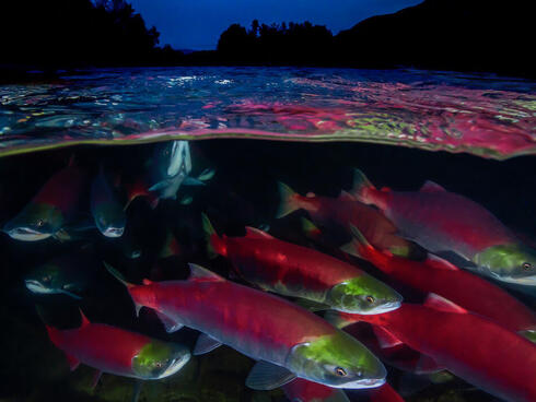 Sockeye salmon  (Oncorhynchus nerka) migration, Adams River, British Columbia, Canada. October.