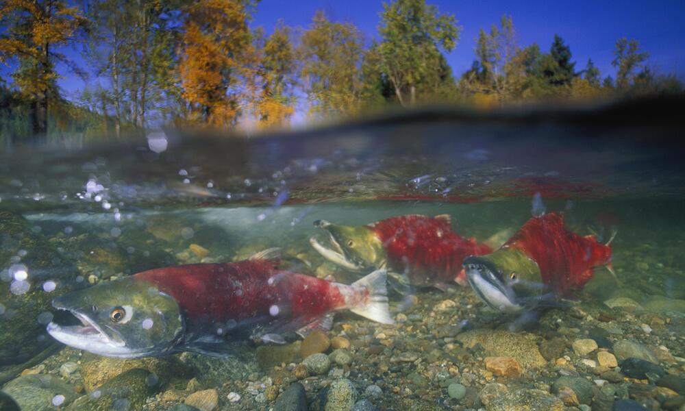 Sockeye salmon, British Columbia, Canada