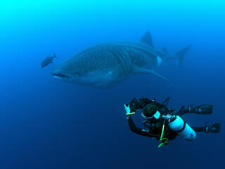 Sofia Green scuba diving