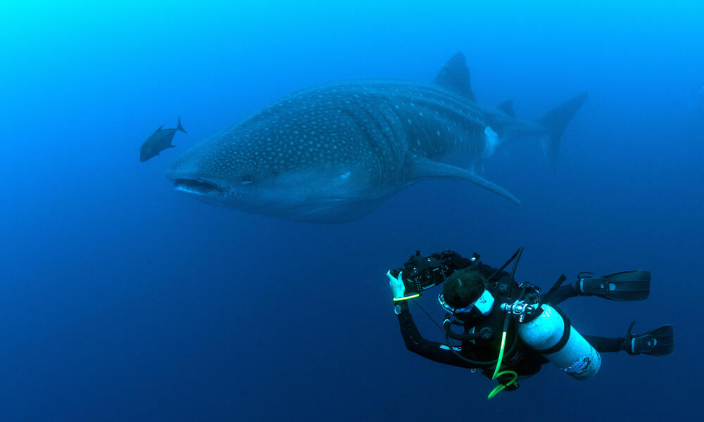 Sofia Green scuba diving