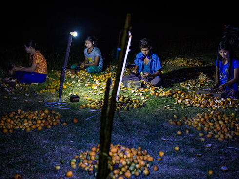 Seated workers sorting betel nuts at night by light of electric lamps