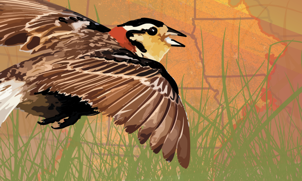 An illustration of a songbird flying over grasslands