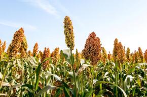 Sorhum plants in a field