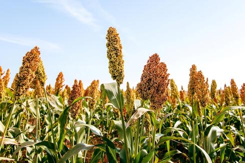 Sorhum plants in a field