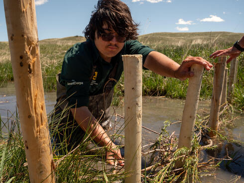 Montana Conservation Corps Member Soryu Moronuki weaves willow branches through wooden stakes to create a beaver dam analog