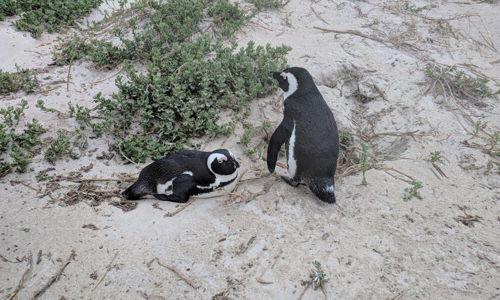Two South African penguins sit in the sand