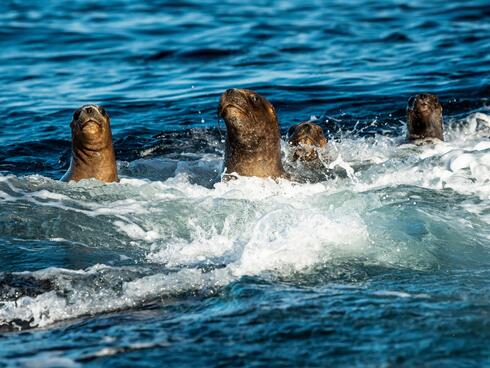 Fourn South American sea lions play in the ocean surf off of Guafo Island, Chile