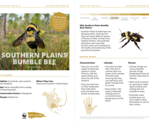 Southern Plains Bumble Bee