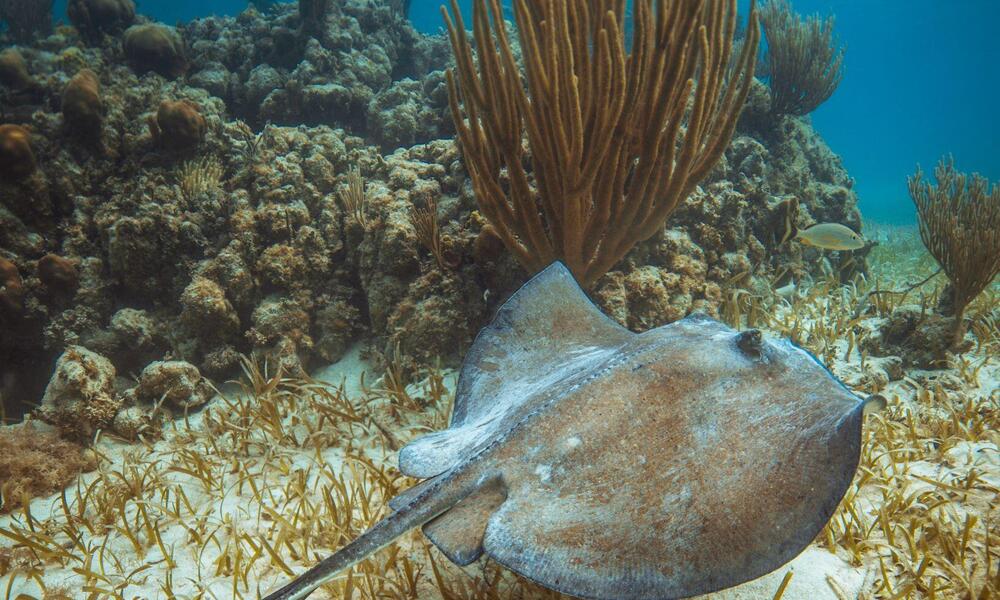 Stingray swimming beside a coral reef