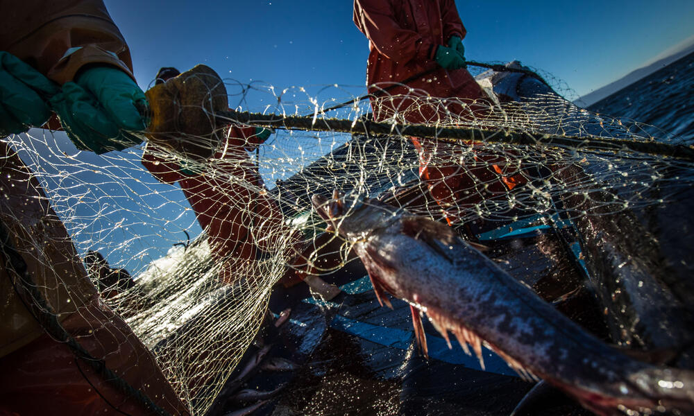 Southern hake caught in net